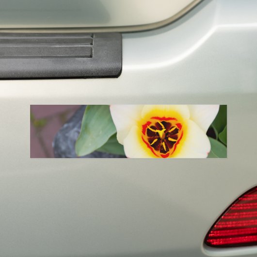 Tulp Bumpersticker (Op auto)