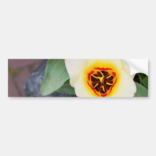 Tulp Bumpersticker (Voorkant)