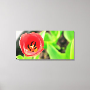 Tulp Canvas Afdruk