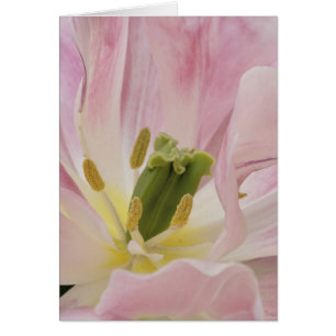 Tulp close-up, Keukenhof Tuinen, Lisse,