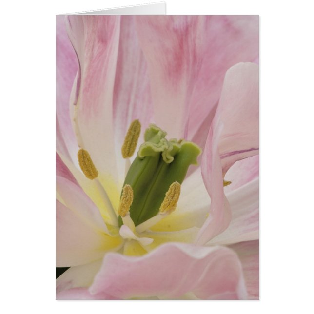Tulp close-up, Keukenhof Tuinen, Lisse, (Voorkant)