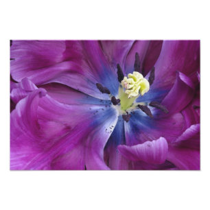 Tulp close-up, Keukenhof Tuinen, Lisse, 2 Foto Afdruk