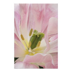 Tulp close-up, Keukenhof Tuinen, Lisse, Foto Afdruk