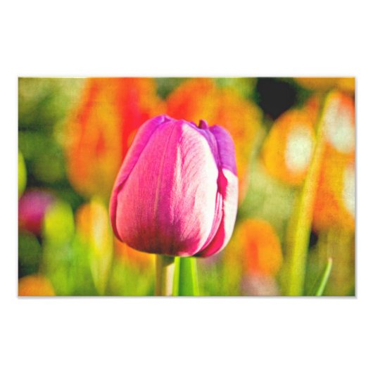Tulp Collage Foto Afdruk (Voorkant)