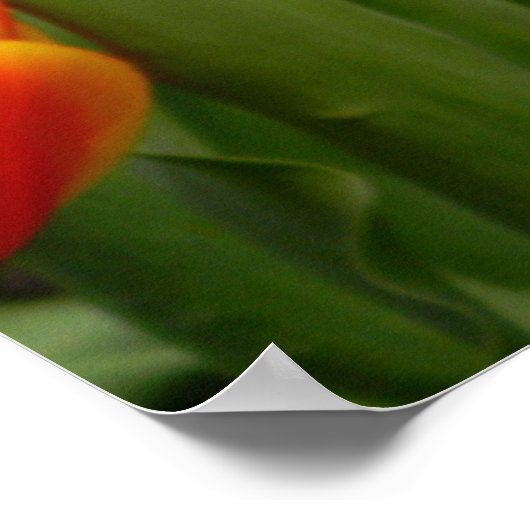Tulp Delight 2 Poster (Hoek)