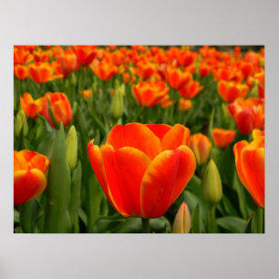 Tulp Delight 2 Poster