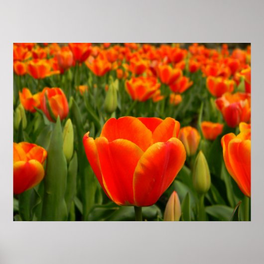 Tulp Delight 2 Poster (Voorkant)