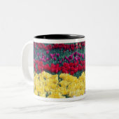 Tulp display garden in de provincie Skagit, Tweekleurige Koffiemok (Voorkant links)