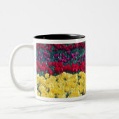 Tulp display garden in de provincie Skagit, Tweekleurige Koffiemok (Links)