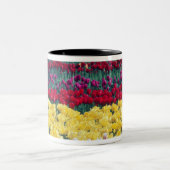 Tulp display garden in de provincie Skagit, Tweekleurige Koffiemok (Center)