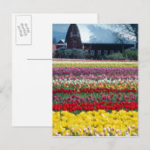 Tulp display garden, provincie Skagit, Briefkaart (Voorkant / Achterkant)