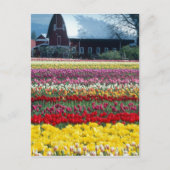 Tulp display garden, provincie Skagit, Briefkaart (Voorkant)