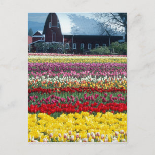 Tulp display garden, provincie Skagit, Briefkaart