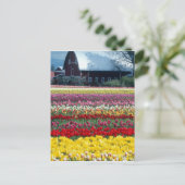 Tulp display garden, provincie Skagit, Briefkaart (Staand voorkant)