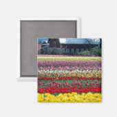 Tulp display garden, provincie Skagit, Magneet (Voorkant / Achterkant)