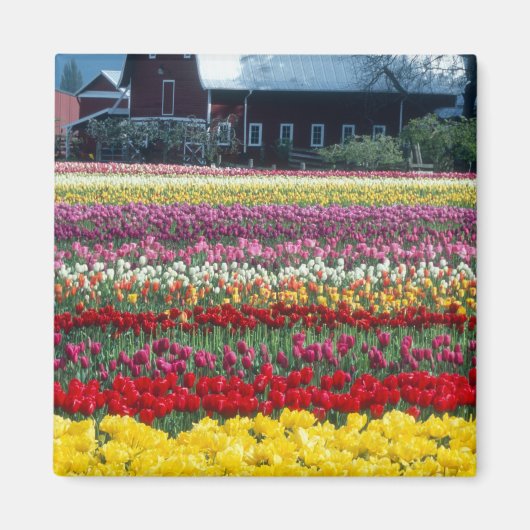 Tulp display garden, provincie Skagit, Magneet (Voorkant)