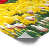 Tulp display garden, provincie Skagit, Poster (Hoek)
