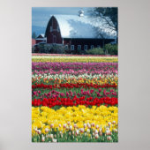 Tulp display garden, provincie Skagit, Poster (Voorkant)