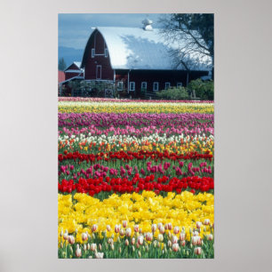 Tulp display garden, provincie Skagit, Poster