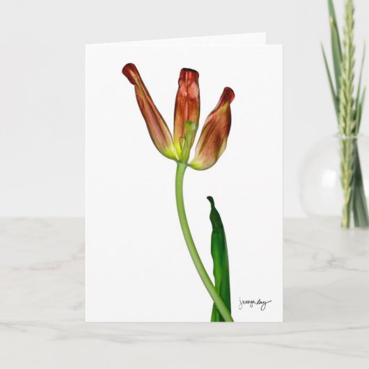 "Tulp" door J. Maya Luz Kaart (Voorkant)