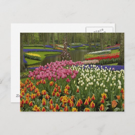 Tulp- en hyacintuinen, Keukenhof Tuinen, Briefkaart (Voorkant / Achterkant)