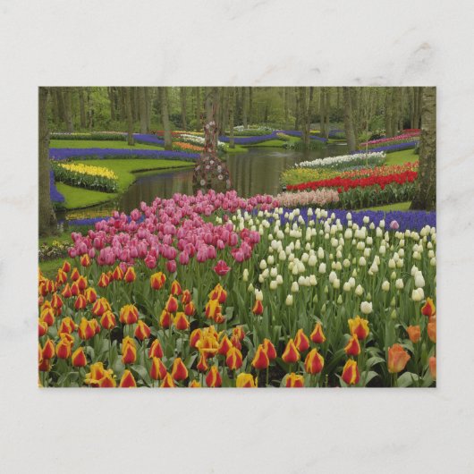 Tulp- en hyacintuinen, Keukenhof Tuinen, Briefkaart (Voorkant)