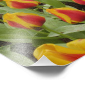 Tulp- en hyacintuinen, Keukenhof Tuinen, Foto Afdruk (Hoek)