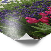 Tulp- en hyacintuinen, Keukenhof Tuinen, Foto Afdruk (Hoek)