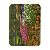 Tulp- en hyacintuinen, Keukenhof Tuinen, Magneet (Verticaal)