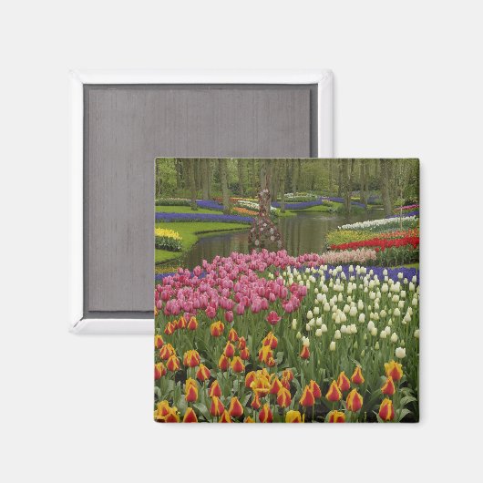 Tulp- en hyacintuinen, Keukenhof Tuinen, Magneet (Voorkant / Achterkant)