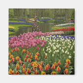 Tulp- en hyacintuinen, Keukenhof Tuinen, Magneet (Voorkant)