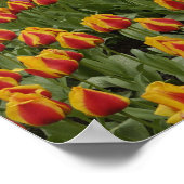 Tulp- en hyacintuinen, Keukenhof Tuinen, Poster (Hoek)