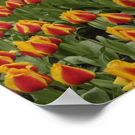 Tulp- en hyacintuinen, Keukenhof Tuinen, Poster (Hoek)