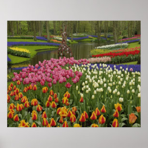 Tulp- en hyacintuinen, Keukenhof Tuinen, Poster