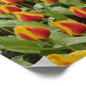 Tulp- en hyacintuinen, Keukenhof Tuinen, Poster (Hoek)