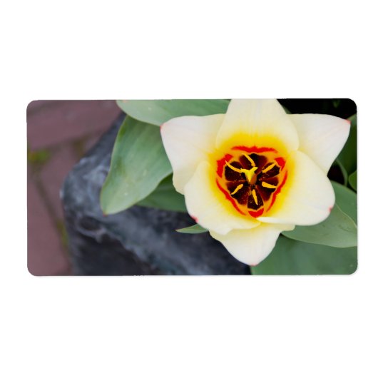 Tulp Etiket (Voorkant)