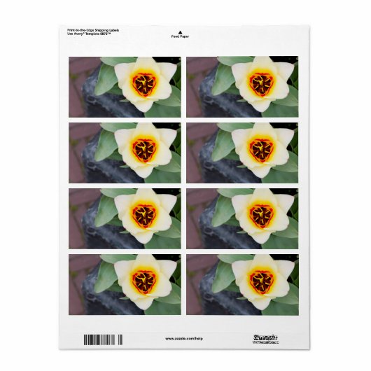 Tulp Etiket (Full Sheet)