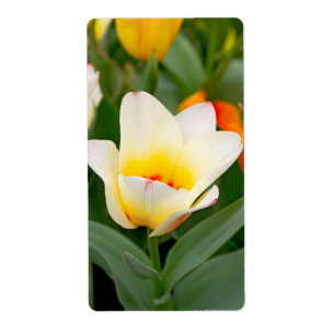 Tulp Etiket