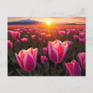 Tulp Field Briefkaart