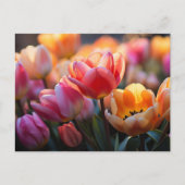 Tulp Field Briefkaart (Voorkant)