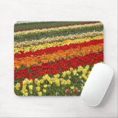 Tulp Fields, vlakbij Tapanui, West Otago, Zuid Muismat (Met muis)