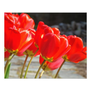 Tulp Fijne Kunst Fotografie Kantoor Kunst Prenten Foto Afdruk