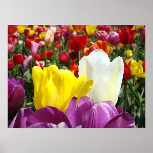 Tulp Flowers Fine Art Prints Tulps Festival (Voorkant)