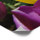 Tulp Flowers Fine Art Prints Tulps Festival (Hoek)
