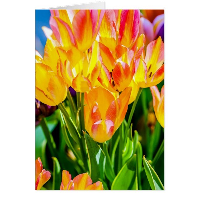 Tulp Flowers - Vlaanderen (Voorkant)