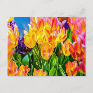 Tulp Flowers - Vlaanderen Briefkaart