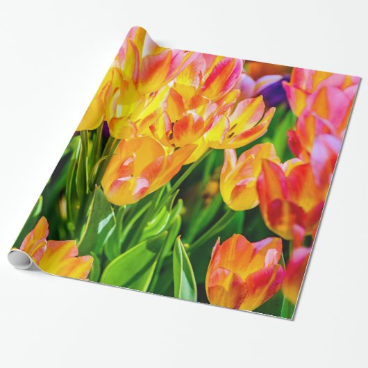 Tulp Flowers - Vlaanderen Cadeaupapier (Uitgerold)