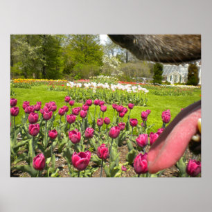 Tulp Garden door het Poster van de Dog