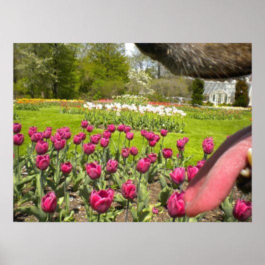 Tulp Garden door het Poster van de Dog (Voorkant)