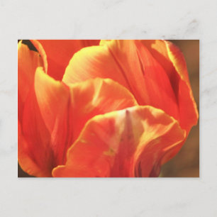 Tulp in brand briefkaart